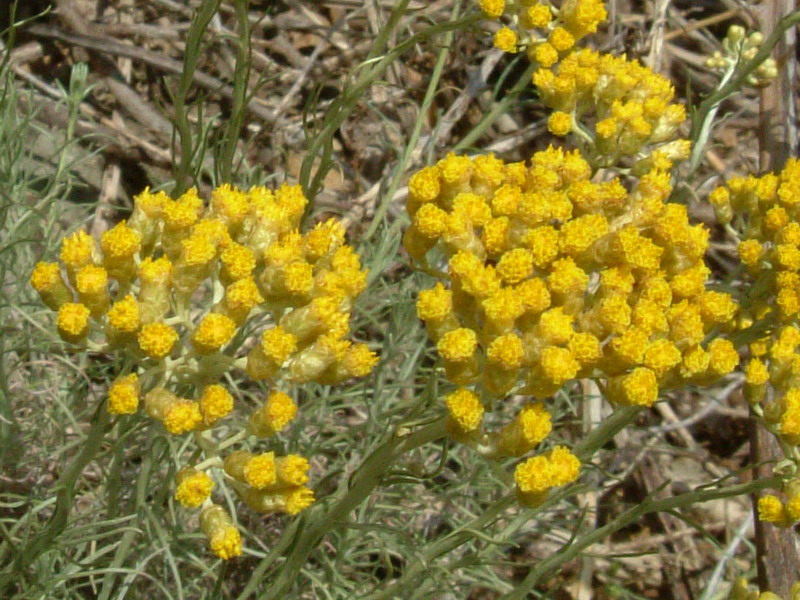 Helichrysum italicum / Perpetuini d''Italia